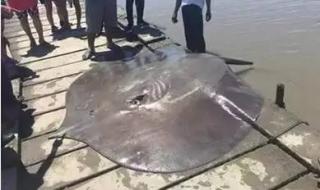 湄公河105案 湄公河105案